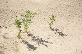 图片：科尔沁沙漠上的植物