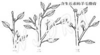 照片：顶端优势示意图