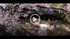 日本美丽的樱花与熊野神社