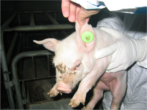 Livestock Management