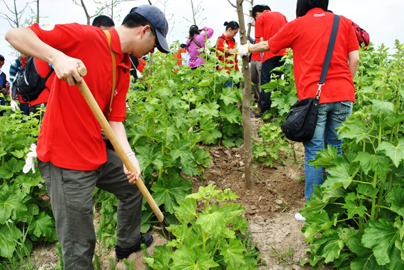 图片：上海植树活动