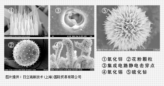 志愿者在公益林标志前合影留念